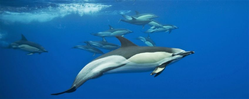 Een groep gewone dolfijnen zwemt onder water voor de kust van de Azoren, een groep Portugese eilanden.