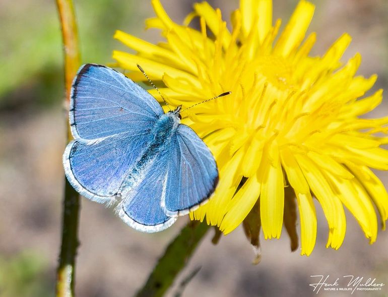 Boomblauwtjes komen overal in Nederland voor