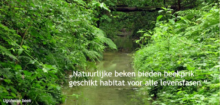 Natuurlijke beken bieden beekprik geschikt habitat voor alle levensfasen