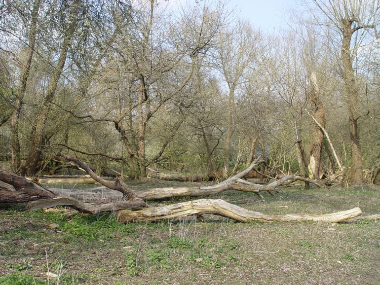 Dood hout dat blijft liggen, staat garant voor een explosie van leven