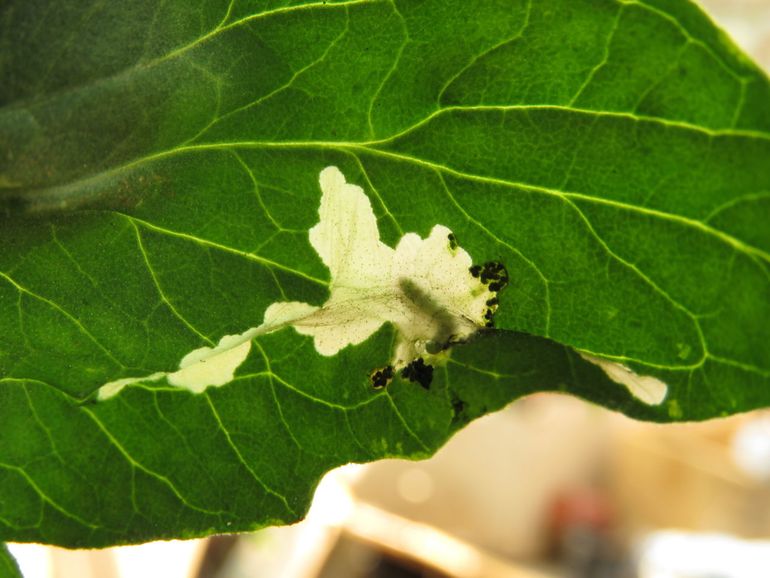 Zie je witte, doorschijnende vlekken in de bladeren van je tomatenplant? Dan zou je weleens te maken kunnen hebben met een Tomatenmineermot. De donkere bolletjes zijn de uitwerpselen van de rups.