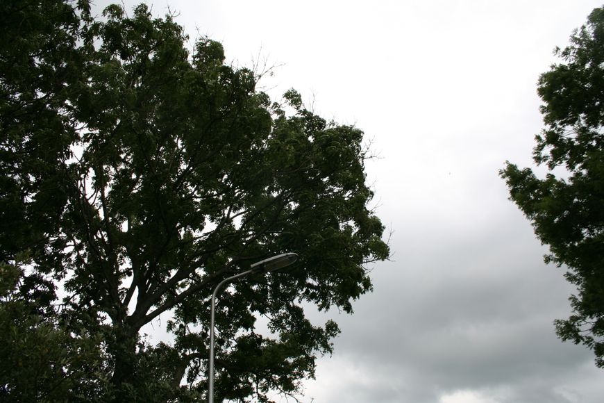 Essentaksterfte Fraxinus excelsior kroon met takjes