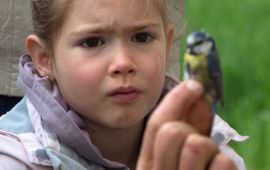 Geconcentreerde blik gericht op een geringd pimpelmeesje