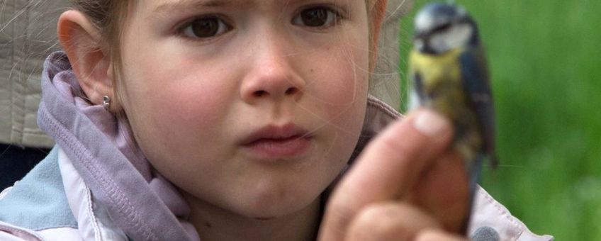 Geconcentreerde blik gericht op een geringd pimpelmeesje