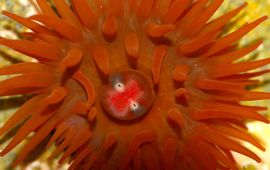 Paardenanemoon, Actinia equina