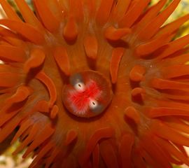 Paardenanemoon, Actinia equina
