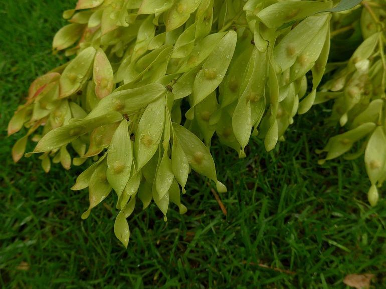 Vruchten van de Hemelboom.