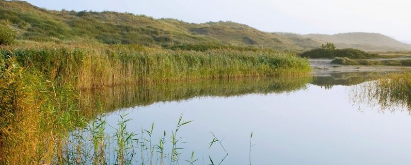 Water in duinen