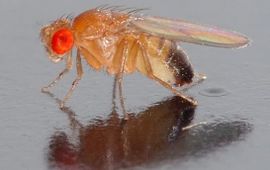 André Karwath Drosophila melanogaster. Fruitvliegje. CCA-SA-licentie
