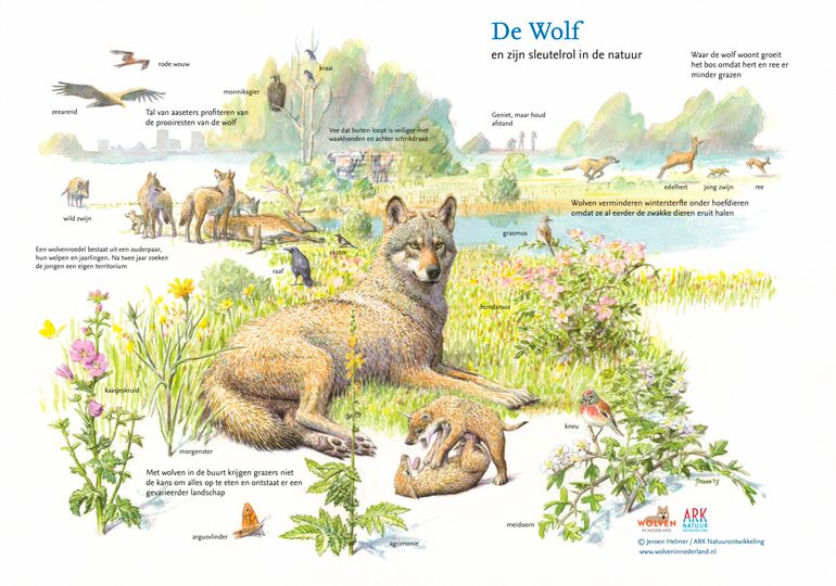 De sleutelrol van wolven in de natuur