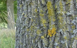 Gele korstmossen op eikenbomen zijn indicatief voor ammoniakvervuiling