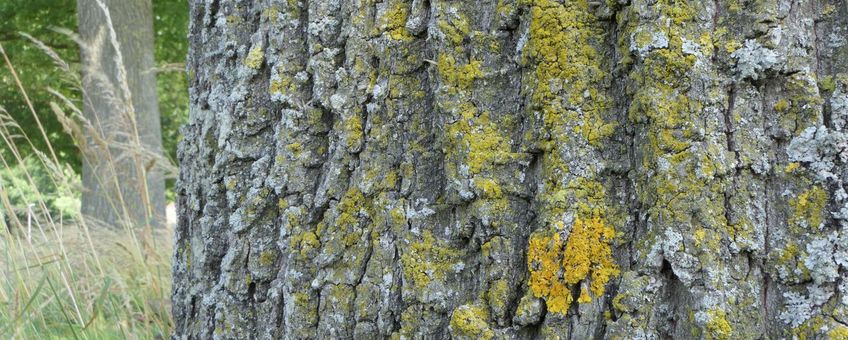 Gele korstmossen op eikenbomen zijn indicatief voor ammoniakvervuiling