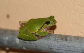 Italiaanse boomkikker (Hyla intermedia) - in doucheruimtes camping Umbrië (It.)