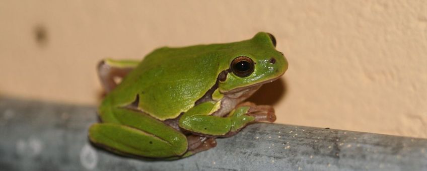 Italiaanse boomkikker (Hyla intermedia) - in doucheruimtes camping Umbrië (It.)