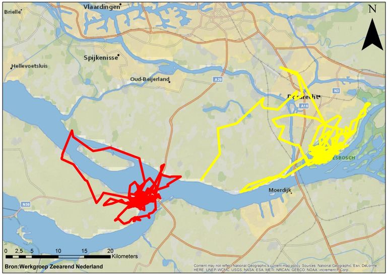 Figuur 1. Tracks van de gezenderde zeearenden uit het Krammer-Volkerak (rood) en de Dordtse Biesbosch (geel), periode 15 juli - 21 augustus 2019