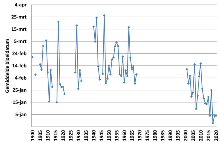 Figuur 2: Gemiddelde eerste bloeiwaarneming per jaar in de jaren 1900 tot en met 2020