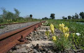 Linaria vulgaris. Vlasbekje