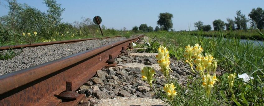 Linaria vulgaris. Vlasbekje