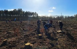 bosgroepen aanplant kolham