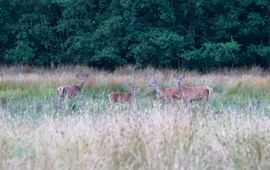 Edelherten in Het Groene Woud