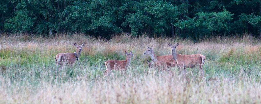 Edelherten in Het Groene Woud