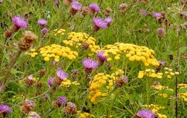 Kars Veling bloemrijk grasland - primair