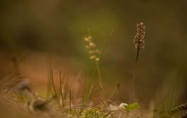 Mark Meijrink Kleine keverorchis Werkgroep Europese Orchideeën