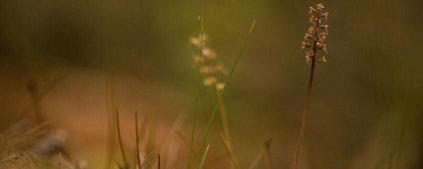 Kleine keverorchis Werkgroep Europese Orchideeën