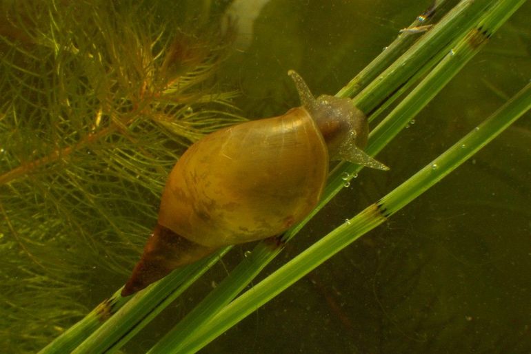 De grootste gewone poelslakken zijn misschien wel zes of zeven jaar oud!