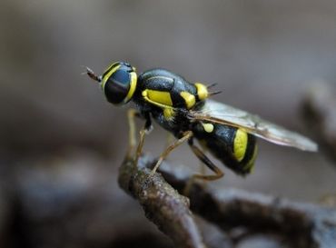 Verfdrupjes (Oxycera) hebben onwaarschijnlijk gele (of groene) vlekken