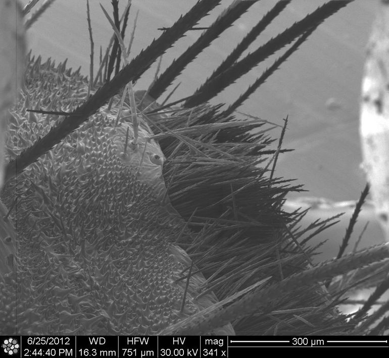 Detail van de rug van een eikenprocessierups met grote lichaamsharen en microscopische brandharen