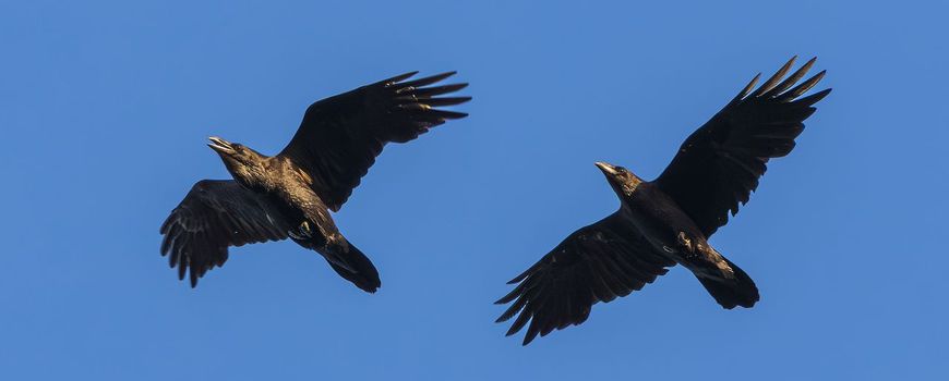 Trouwe raven versterken hun band
