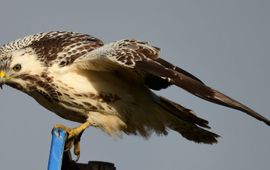 De buizerd behoord tot de vaakst ingevoerde vogel van Nederland.