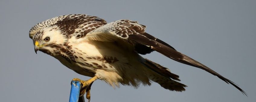 De buizerd behoord tot de vaakst ingevoerde vogel van Nederland.