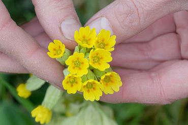 S-type sleutelbloem