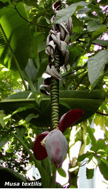 Musa textilis