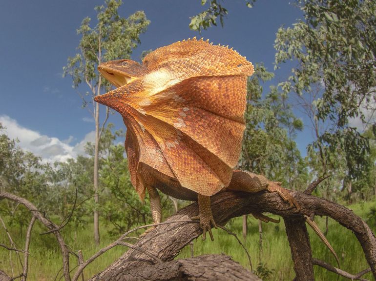 The Frilled Lizard (Chlamydosaurus kingii), is one of many agamid dragons that have radiated in Australia after arriving from Sunda