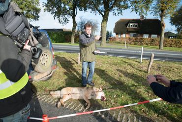 Veel persaandacht voor Hugh Jansman en de doodgereden wolf