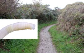 Fosforworm en biotoop op Texel