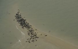 Zeehonden (eenmalig gebruik WUR)