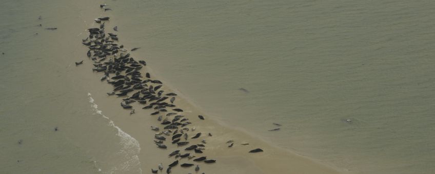 Zeehonden (eenmalig gebruik WUR)