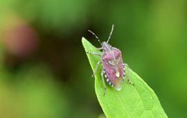 Dolycoris baccarum, Bessenwants