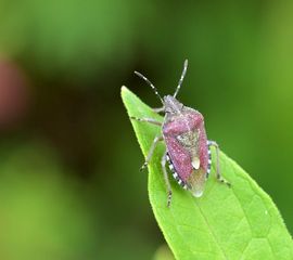 Dolycoris baccarum, Bessenwants