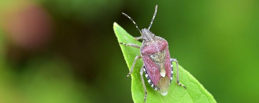 Dolycoris baccarum, Bessenwants