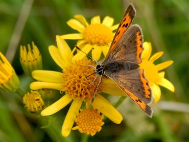 Kleine vuurvlinders zijn overal waar bloeiende planten staan te vinden