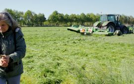 Vrijwilliger Anja Popelier verplaatst een kuiken. eenmalig gebruik