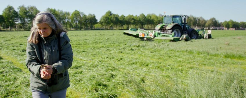 Vrijwilliger Anja Popelier verplaatst een kuiken. eenmalig gebruik