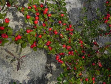 Ronde cotoneaster (Cotoneaster hjelmqvistii)