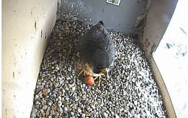 slechtvalk legt eerste ei in nestkast op provinciehuis