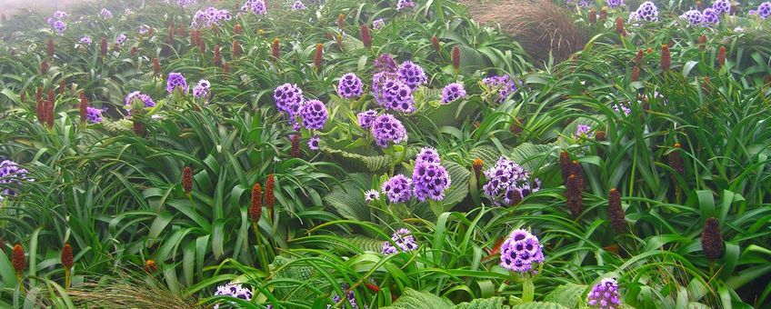 Campbelleiland madeliefjes (Pleurophyllum speciosum)